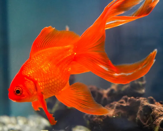 goldfish