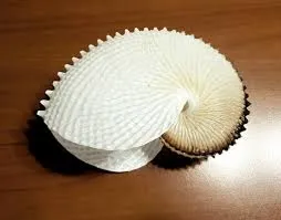 shell